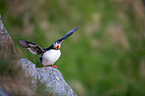 Atlantic puffin