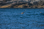 Atlantic puffin