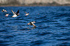 Atlantic puffin