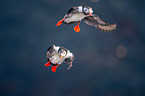 Atlantic puffin