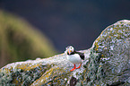 Atlantic puffin