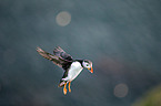 Atlantic puffin