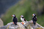 Atlantic puffin