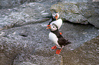 Atlantic puffin