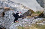 Atlantic puffin