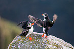 Atlantic puffin