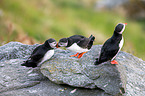Atlantic puffin