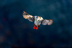 Atlantic puffin