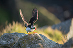 Atlantic puffin