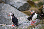 Atlantic puffin