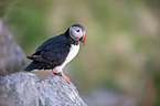 Atlantic puffin