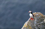 Atlantic puffin