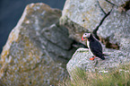 Atlantic puffin