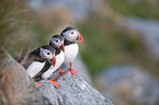 Atlantic puffin