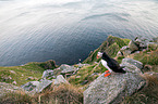 Atlantic puffin