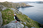 Atlantic puffin