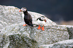 Atlantic puffin