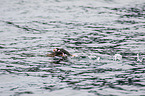 Atlantic puffin