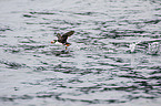 Atlantic puffin