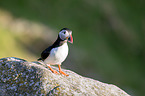 Atlantic puffin