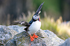 Atlantic puffin