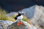 Atlantic puffin