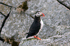 Atlantic puffin