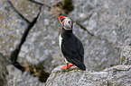 Atlantic puffin