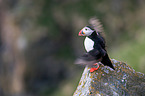 Atlantic puffin