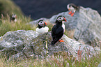 Atlantic puffin