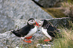 Atlantic puffin