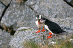 Atlantic puffin