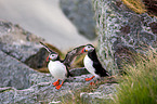 Atlantic puffin