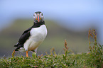 Atlantic puffin