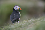 Atlantic puffin