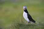 Atlantic puffin