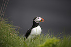 Altlantic Puffin