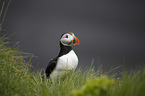 Altlantic Puffin