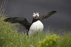 Altlantic Puffin