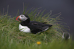 sitting Altlantic Puffin