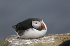 sitting Altlantic Puffin