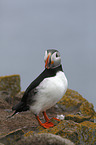 standing Altlantic Puffin