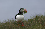 standing Altlantic Puffin