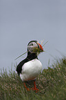 standing Altlantic Puffin