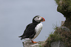 standing Altlantic Puffin