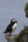 standing Altlantic Puffin