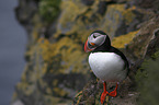 standing Altlantic Puffin