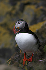 standing Altlantic Puffin