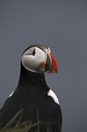 Altlantic Puffin portrait