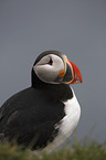 Altlantic Puffin